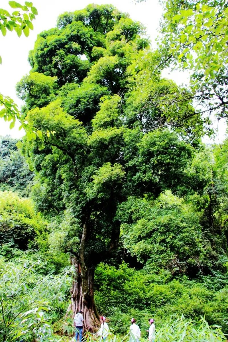 云品出滇入鲁,云品出滇简介