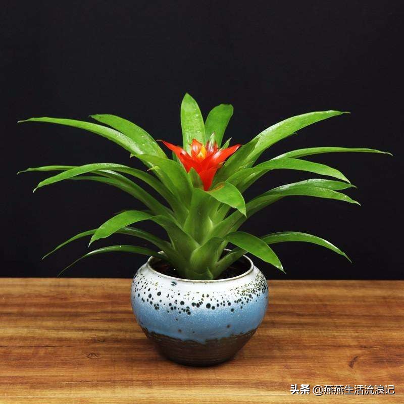 鸿运当头叶片变黄怎样处理,养花鸿运当头怎么养