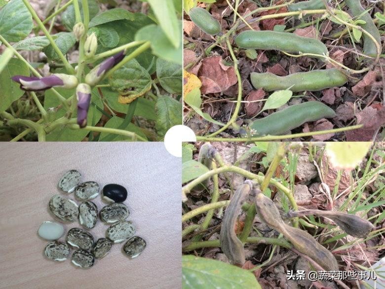 豆角用的是四季豆还是扁豆,豇豆四季豆扁豆区别