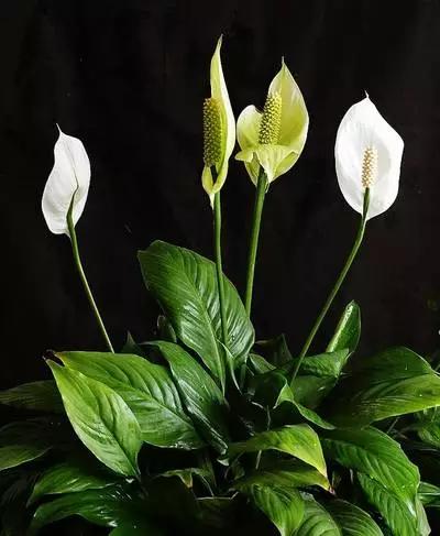 养花如何不把花养死,养花老是养死