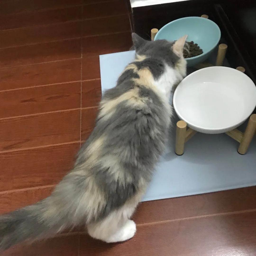 网约车猫咪托运,小猫可以用顺风车托运么