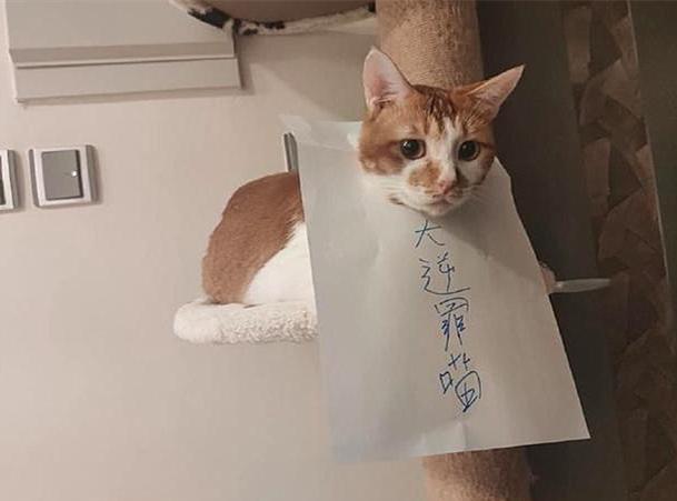 猫咪把主人的电脑弄倒了,猫咪把电脑显示屏咬坏