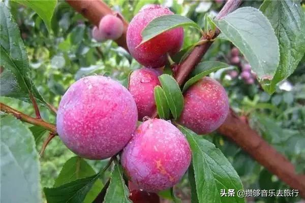 汶川三宝特色水果产业,汶川三宝果园