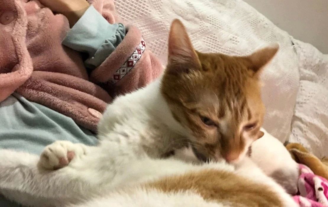 猫频繁舔毛是怎么回事,家猫经常舔人是怎么回事