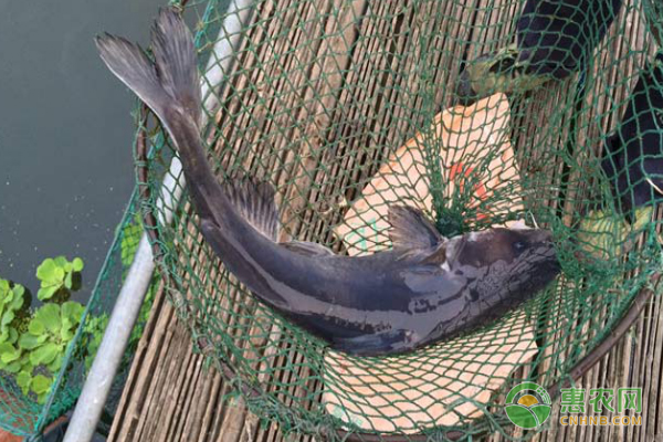 鮰鱼养殖模式有哪些类型,人工养殖鮰鱼多少一斤