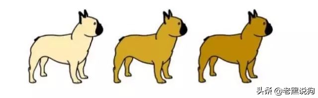 蓝法斗长大后毛色变化,国际认可纯种法斗毛色