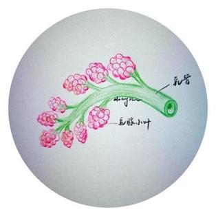 爱助她①丨对于乳腺增生,中医有什么好办法?