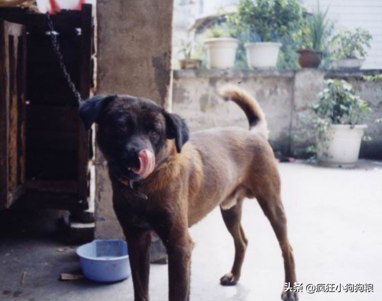 战斗力最强的土狗是什么品种,这40种土狗其实都是超酷的品种犬
