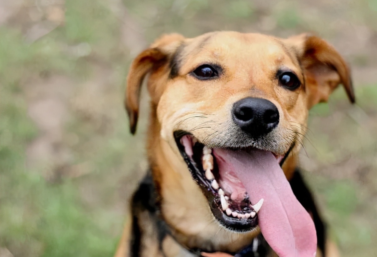 狗狗呕吐的常见原因和应对,狗狗呕吐一般是什么原因导致的呢