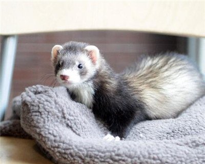 被收养的小猫后续,被收养六只小猫