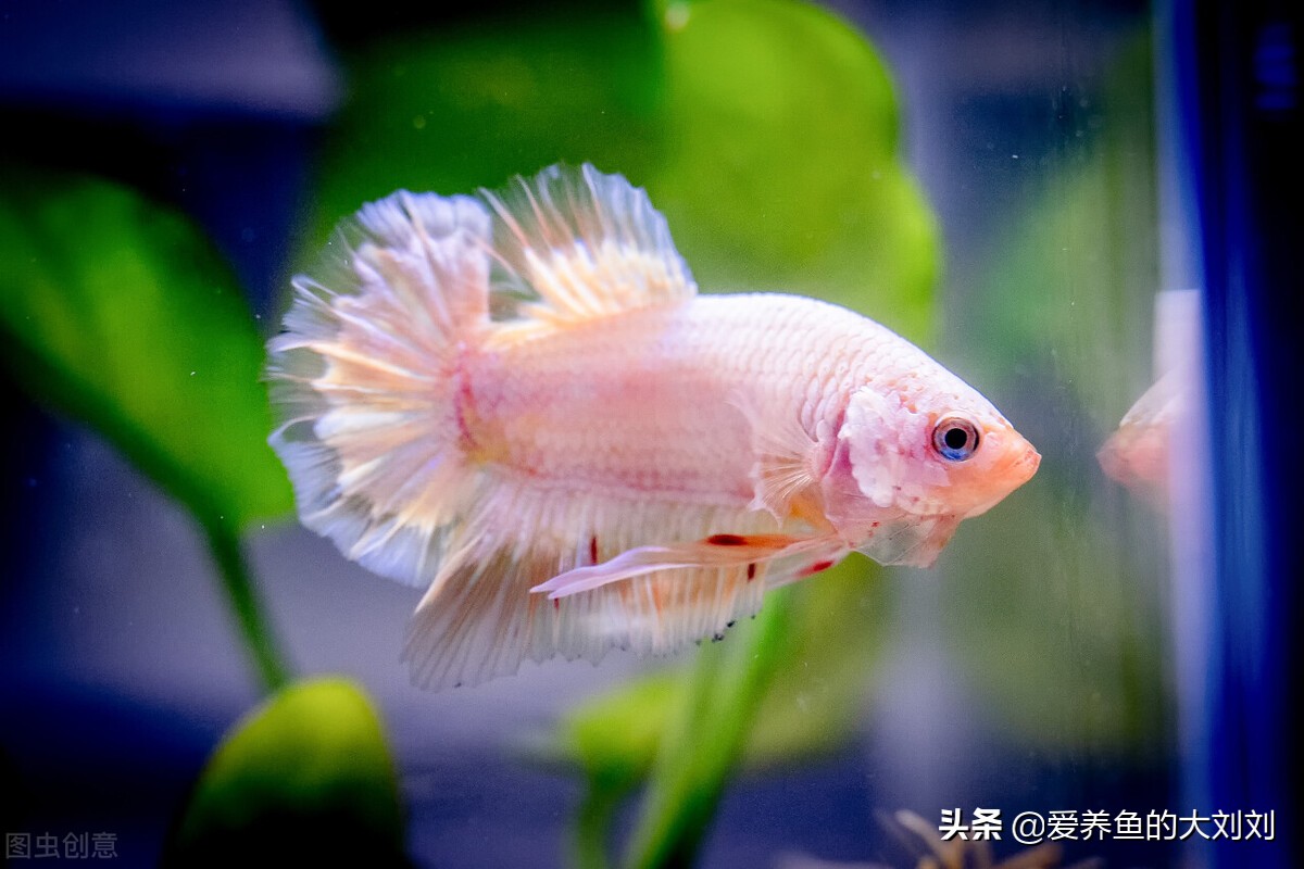 养鱼的滤材避坑,养鱼用的天然滤材