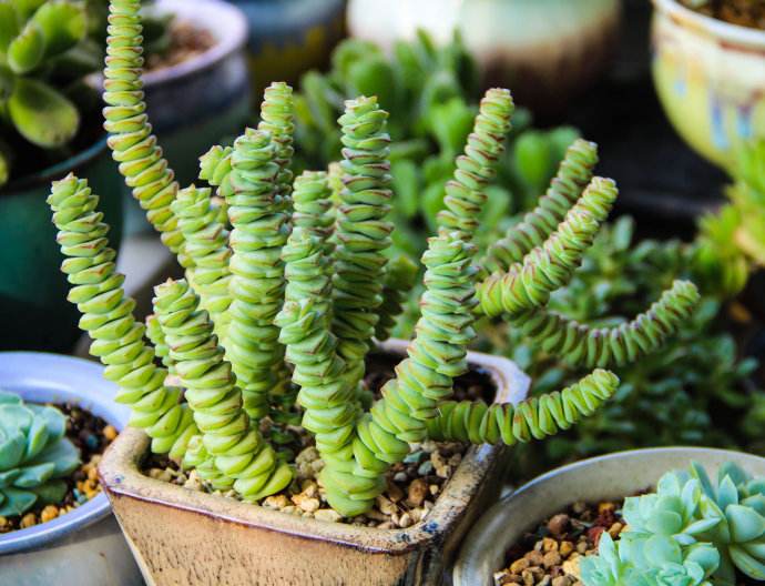 什么盆栽招财最旺,什么盆栽比较招财