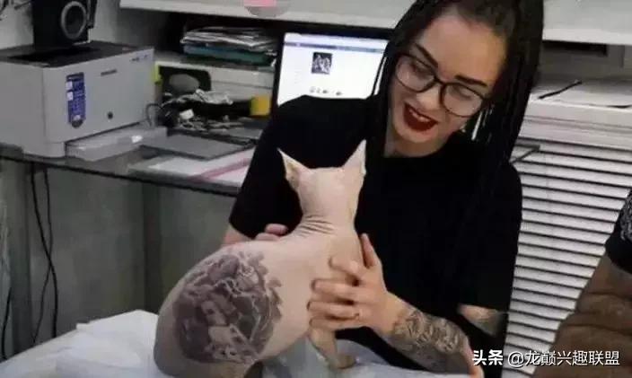 宠物整形有多可怕,宠物美容修脸