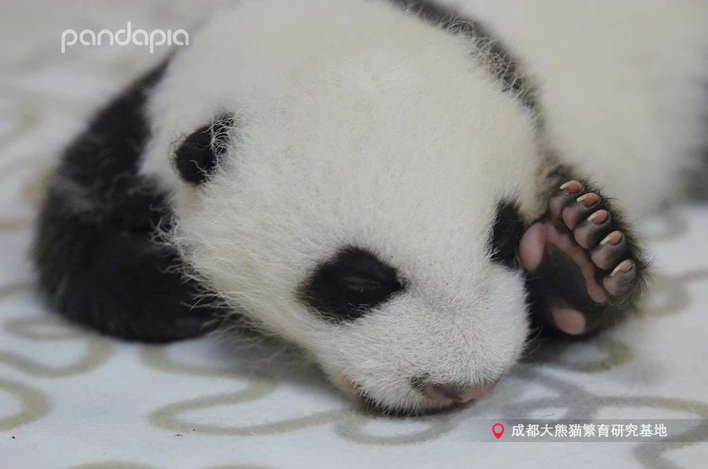 熊猫儿本人照片,熊猫儿图片