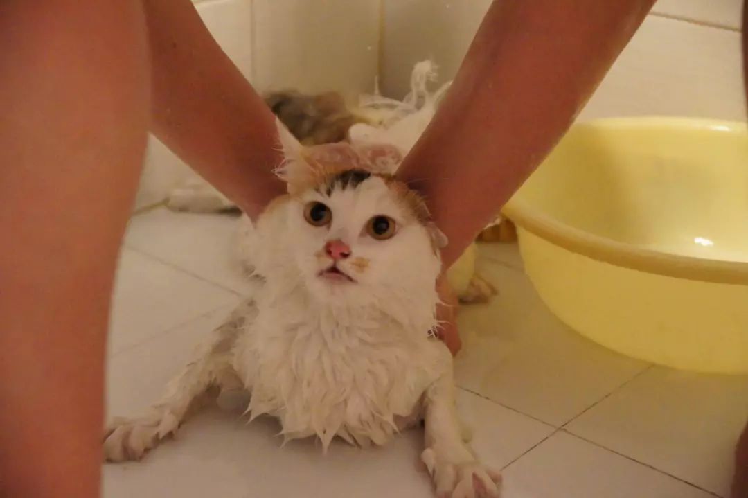 养猫技巧猫咪生活小常识猫咪饮食,如何让猫咪作息时间跟铲屎官一致