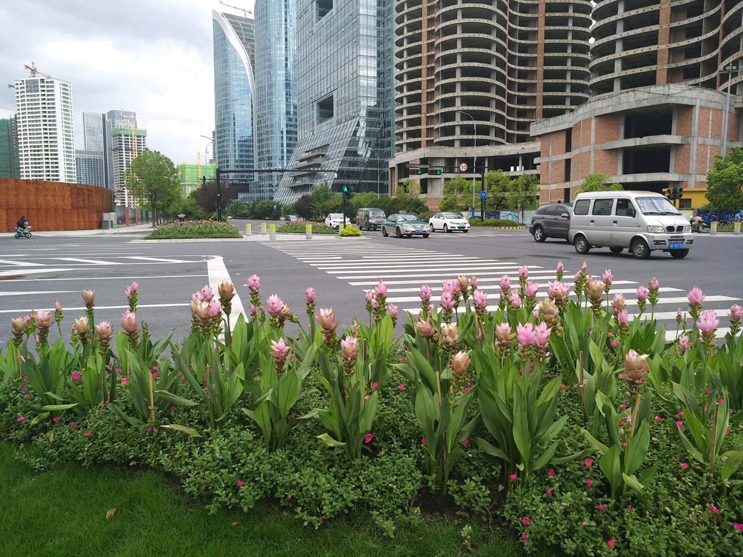 姜荷花叶子枯萎了怎么办,姜荷花换盆以后叶子变黄