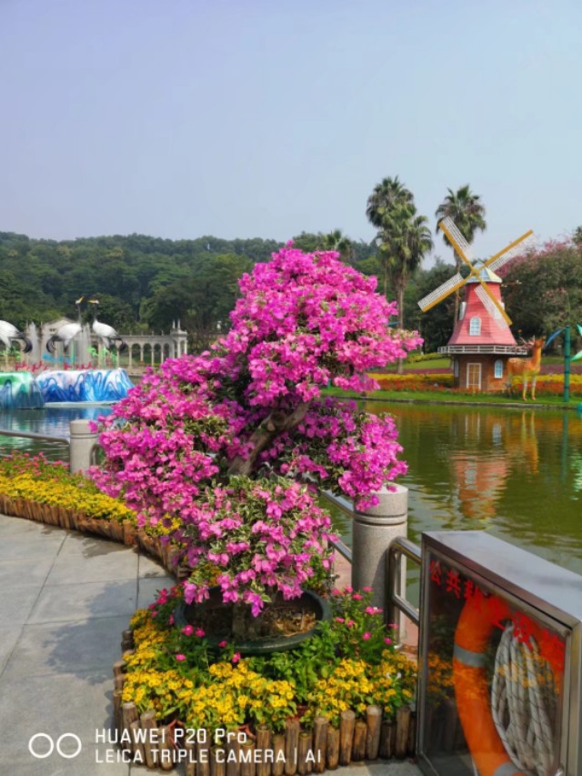 广州云台花园花展,广州云台花园咋样