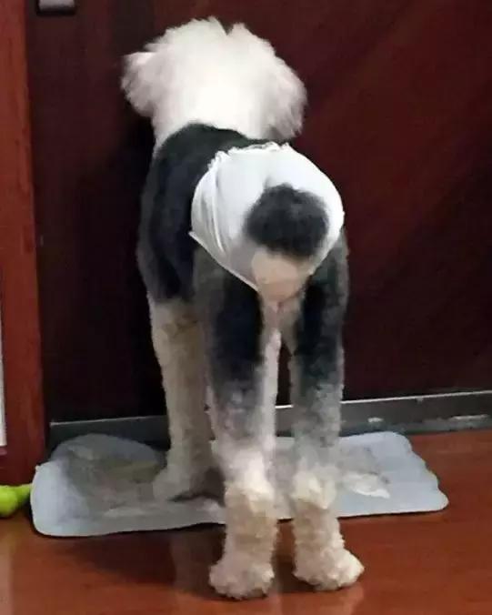 备孕家里的毛孩子怎么办,毛孩子发情期注意事项