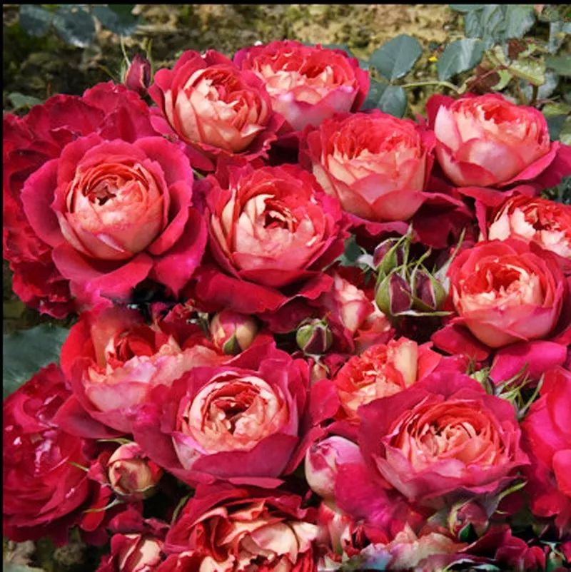 红红火火月季花图片,月季花红色有哪些品种好看