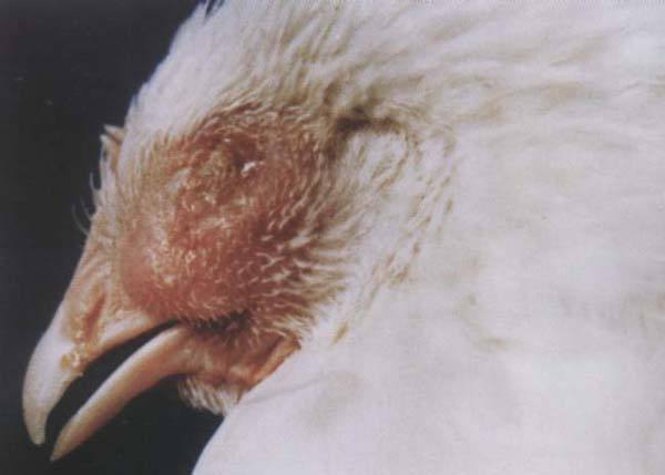 小鸡肿头肿脸是什么病怎么治疗,鸡肿头肿脸怎么治疗最有效