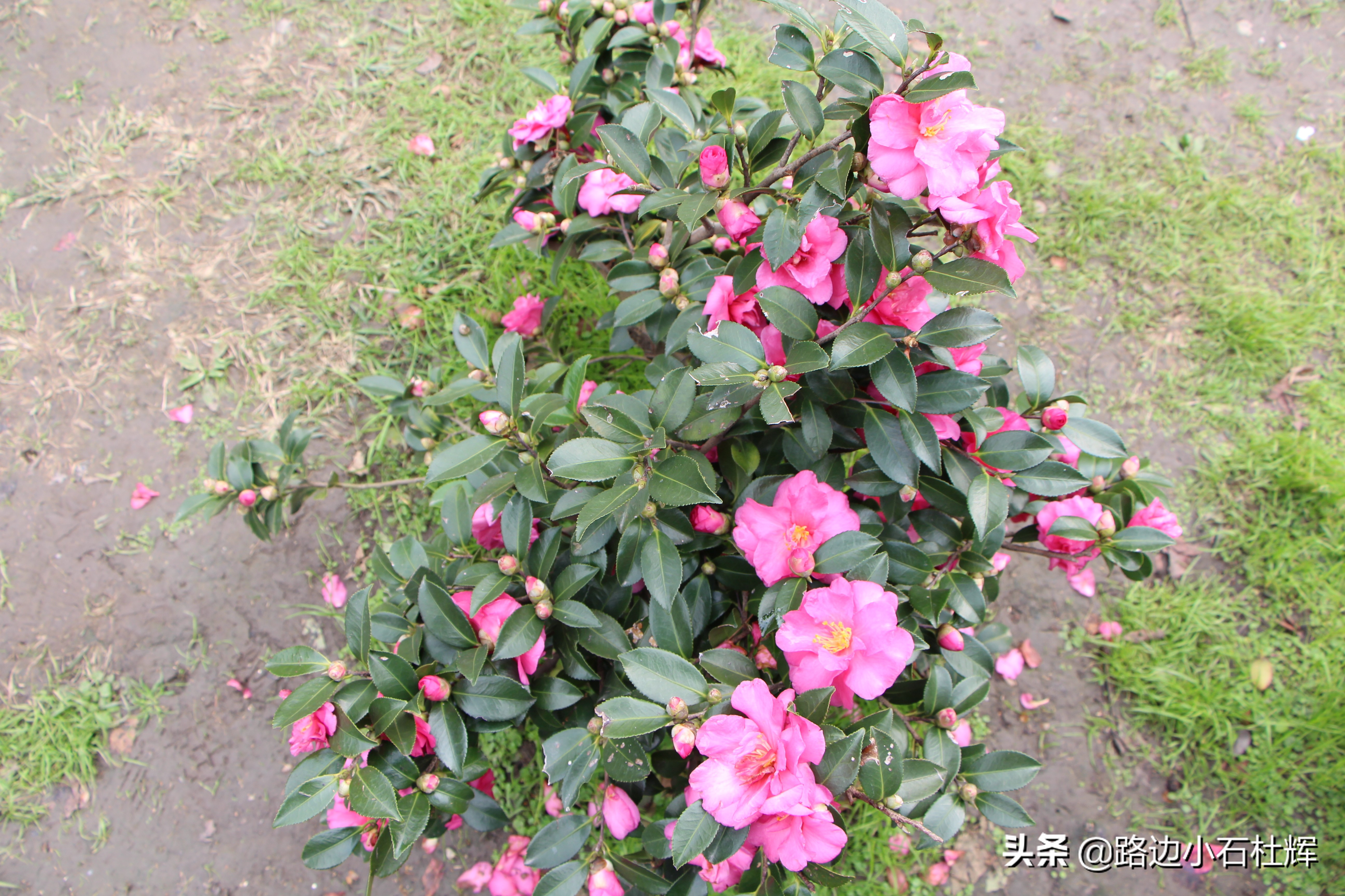 扬州瘦西湖之行,扬州瘦西湖游一圈