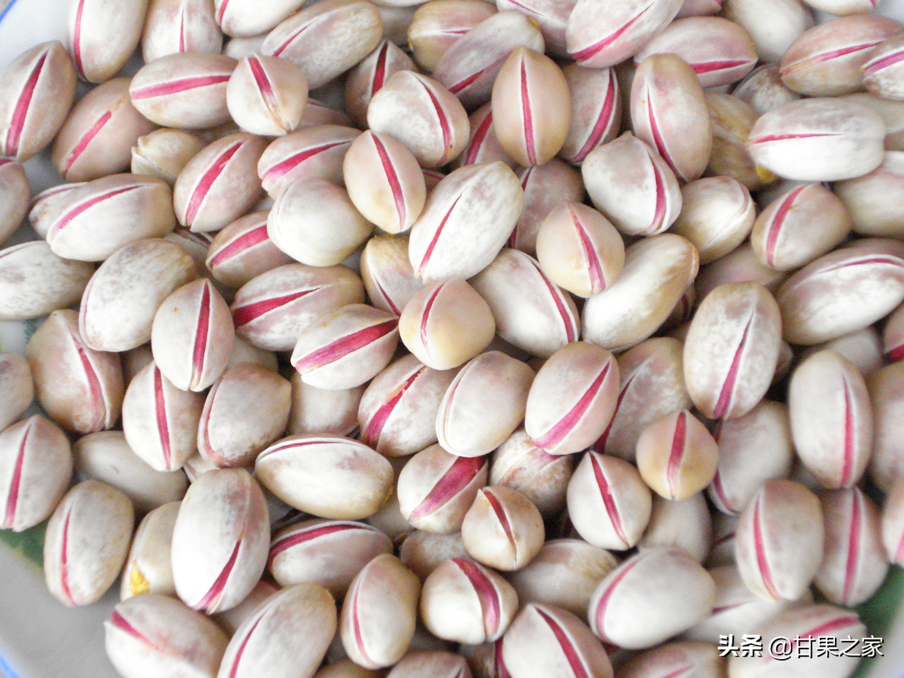 开心果的生长环境是什么,开心果是什么果树种出来的