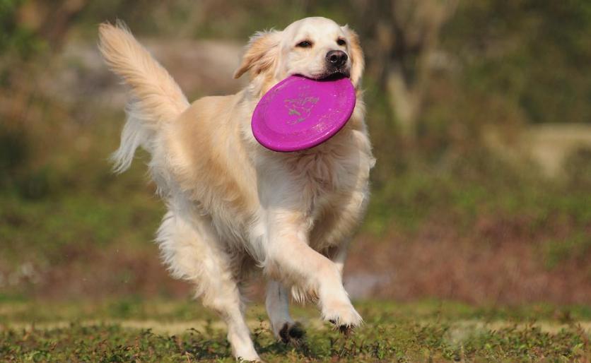 狗玩具都有什么,便宜的狗玩具推荐