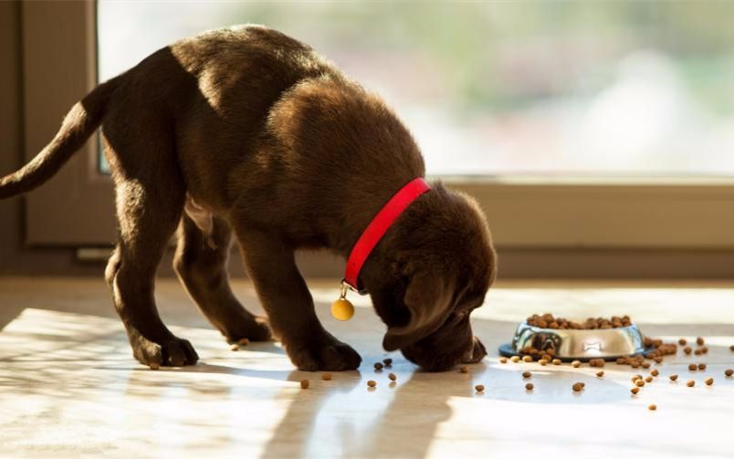 狗狗为什么胖不起来,狗狗长胖不长高咋办