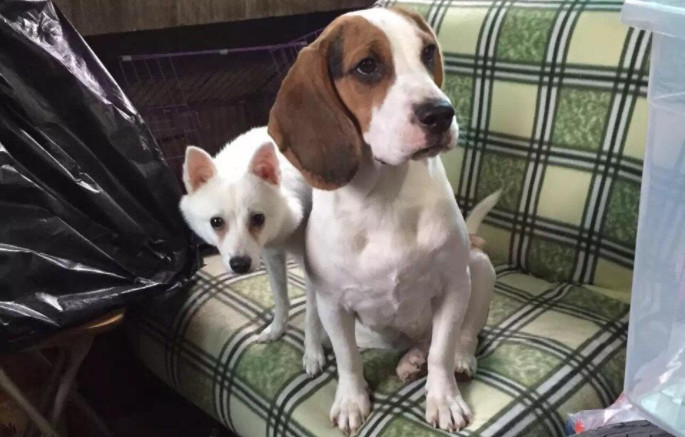 分离焦虑症狗狗止吠训练,狗狗因为分离焦虑症随地大小便