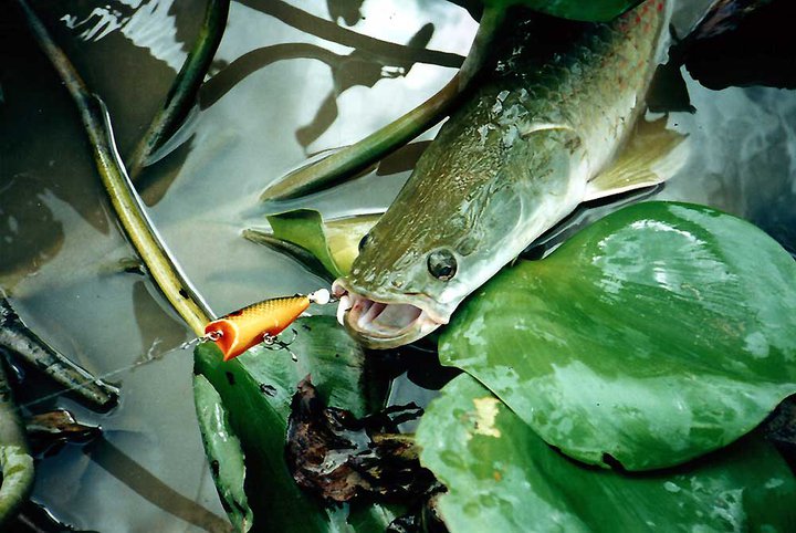 钓亚马逊神秘鱼种,游钓亚马逊河纪录片