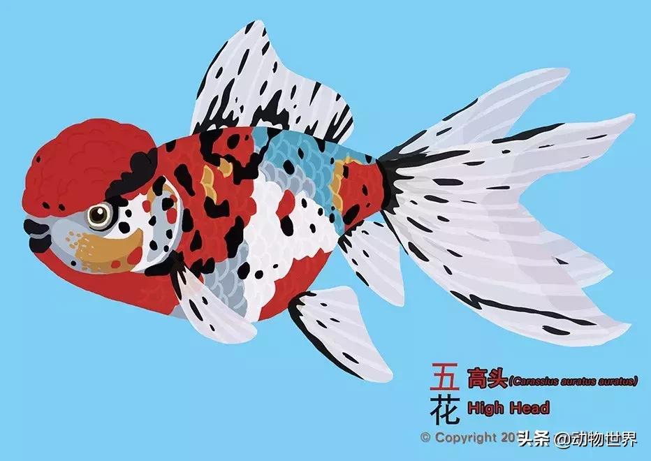 金鱼品种介绍之龙睛高头,金鱼狮子头品种图片大全集