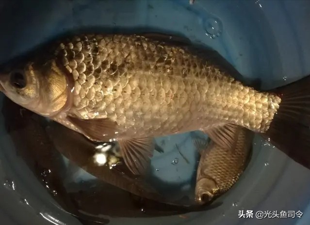 钓大鱼鱼咬口了怎么操作,钓大鱼的时候小鱼老是吃饵怎么办