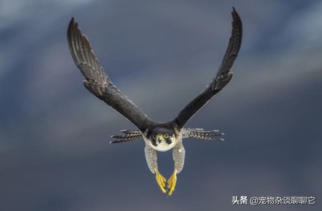 最完美的顶级捕食者,地球上最顶级的捕食者