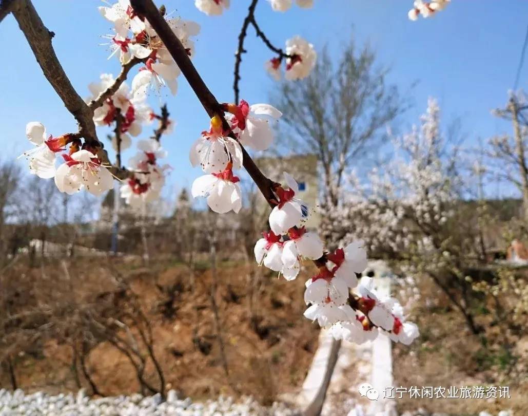旅顺杏花村风景,旅顺杏花微雨醉春风