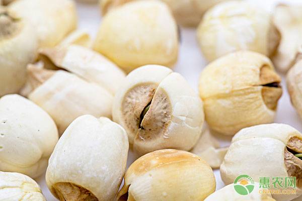 莲子怎么采摘,莲子怎么种植需要晒干么