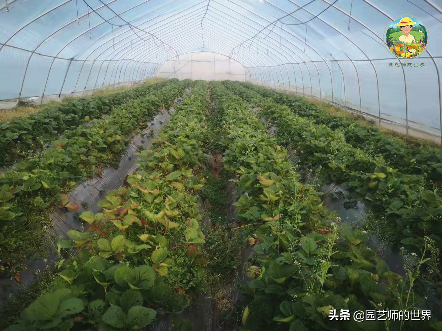 夏季草莓还能开花结果吗,草莓夏季高产