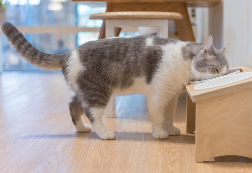 猫咪吃猫毛对它的身体有危害吗,小猫吃猫砂对猫咪有什么危害