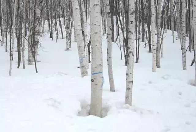 黛珂aq属于什么档次,黛珂aq系列金色和白色有什么区别