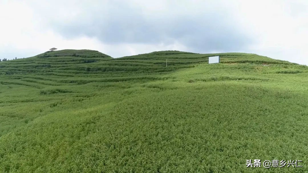 直播带货助推西藏乡村振兴,电商平台直播带货助推乡村振兴