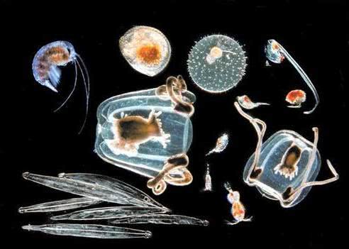 如果没有进化论人是怎么出现的,进化论不能完美地阐述生物的起源