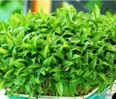 怎么样能纸上种菜,在家种菜可以做什么