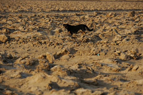 国外野生斑鸠窝图片,最简单斑鸠窝