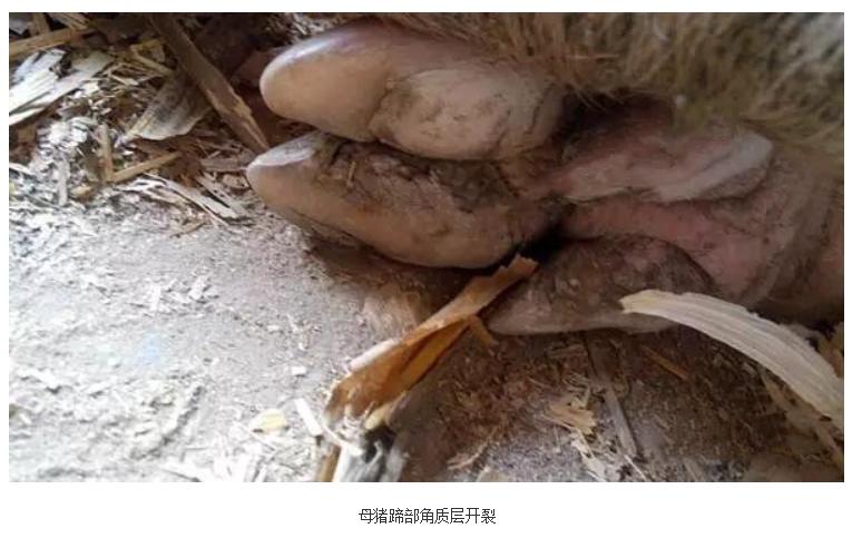 母猪得了蹄裂能好吗,养猪人要警惕