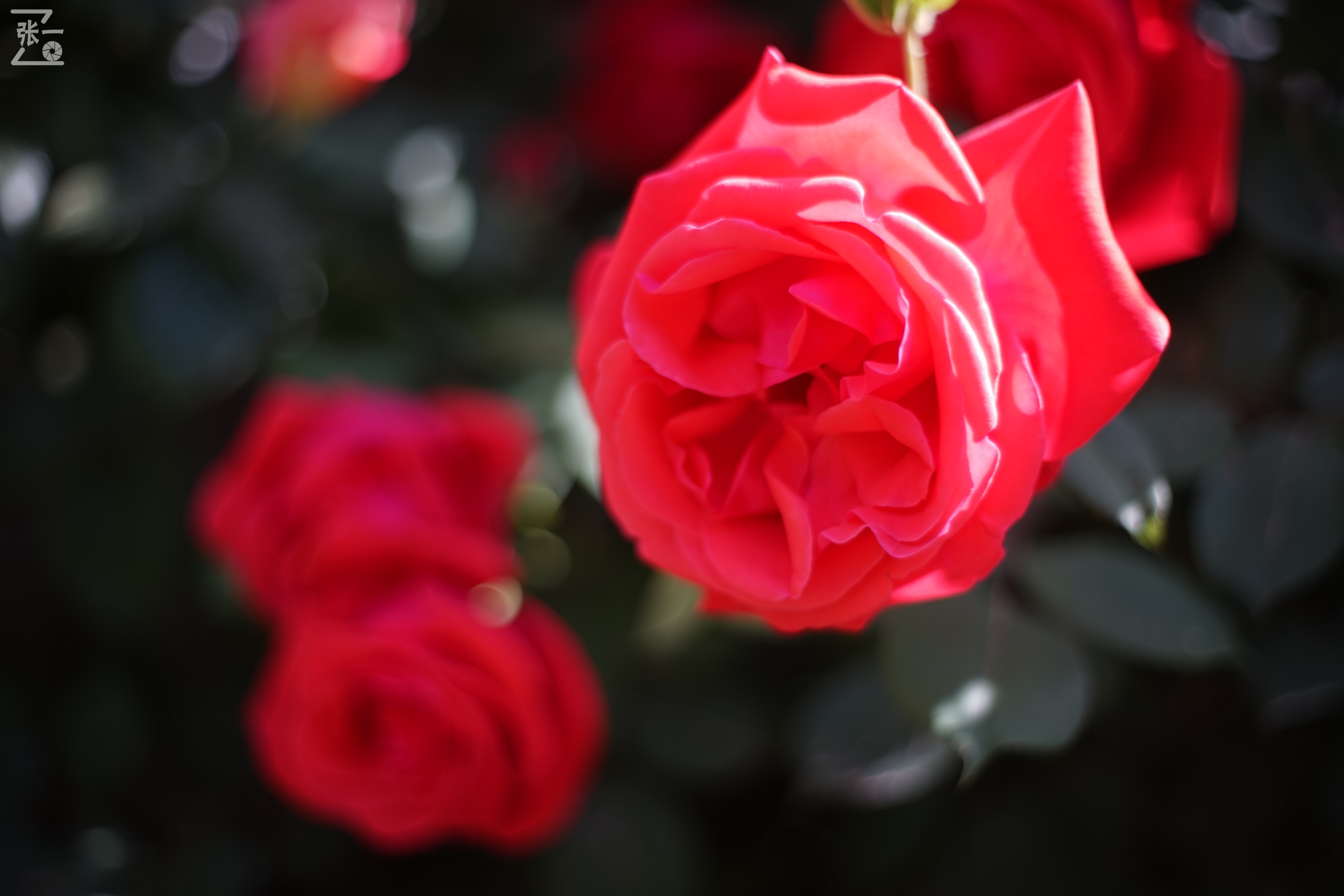 凤凰国产50mm镜头,凤凰索尼e口镜头