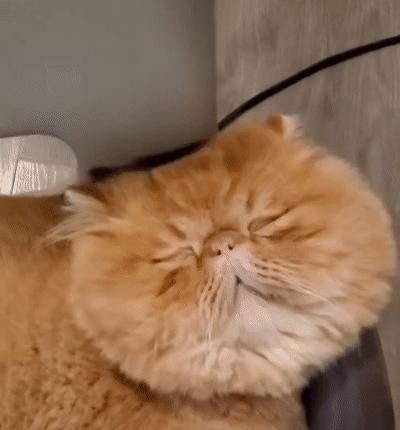 猫和老虎能杂交生育吗,猫和老虎可以生育吗