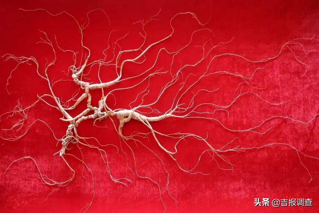 吉尼斯之最,吉尼斯之最视频