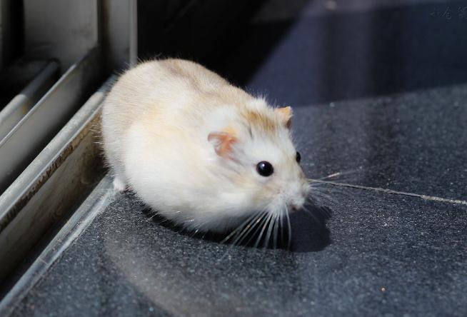 如果不想养狗猫养什么宠物不贵,新手养宠物推荐猫还是狗狗好养些