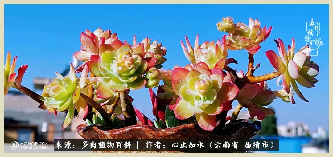 景德镇精品拇指多肉盆,轻奢多肉拇指盆3.5