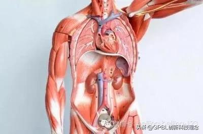 科学家指出你只需禁食36小时,禁食重启免疫系统