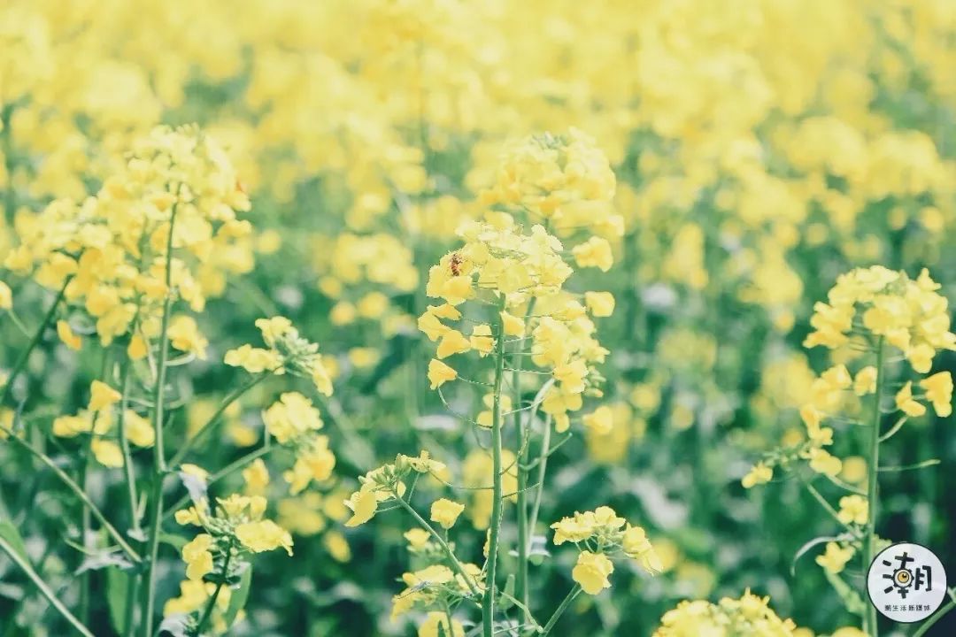 閿﹀煄鐨囧璐垫棌瀛﹂櫌,鎴愰兘閿﹀煄璐垫棌瀛﹂櫌